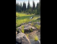 Dog roam around grass field and creek