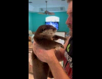 Sea otter held and played by man