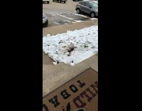 Collab BitchIG2 - Husky dog rolling around grass snow patch