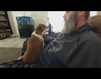 Collab DailyDoseOfInternet - Dog on lap lays on chest guy