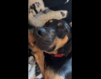 Woman makes parody of clarence with dogs 