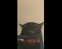 Black cat lays on top of shelf 