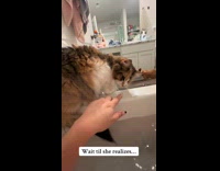 Collab Clips MPUGC - Cat got its tail wet on bathtub