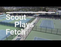 Drone large black dog plays fetch park