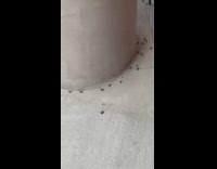 Invasive bugs dead on the ground inside the college grounds