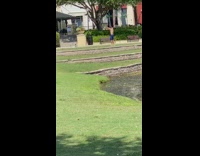 Man shirtless butterfly swim dance alone public park