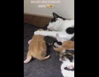 Black white mom cat hugs cuddles kittens 