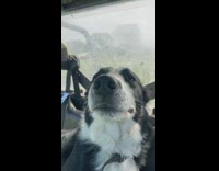 Black white dog pissed in truck 