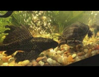 Turtle mess with sucker fish in tank