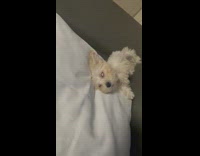 Small dog sleeps with whites of eyes showing 