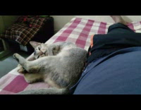 Grey brown cat moves closer to guy 