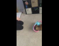 brown cat jumps inside blue inflatable