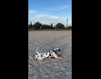 Dog upset cleans ball full of sand