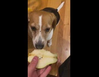 Pet dog bites and eats the pear given by the owner