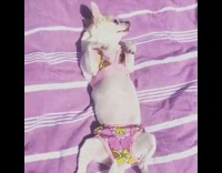 Chihuahua in bikini lays out in the sun 