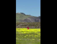 Woman red umbrella sit yellow flower bed
