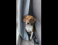 Dog holding a chunk of snow inside mouth it took from outside