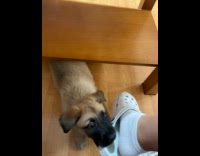 Puppy bites hard owner footwear while sitting