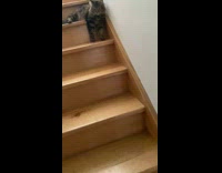 Fluffy Cat Catches Ball with Two Paws 