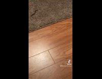 Girl finds small baby snake on carpet 