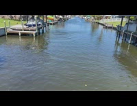 Dolphins swims in the canals and slaps its tail