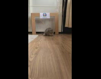 Grey cat plays soccer as goalie 