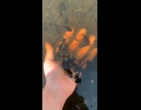 Black tadpoles swim around hand pond water