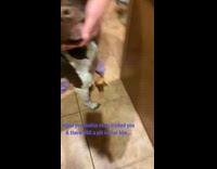 Collab Clips MPUGC - Dog gets meat and pill tricked