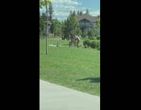 Black bikini girl grass neighborhood friend 