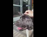 Girl pets dog black head white body 