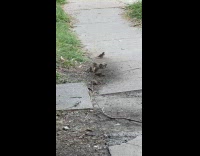 Birds roll around the dirt on ground