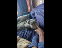 Pet cat bites finger and jumps to the owner at the couch