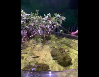 Archer fish spit water hit food pool