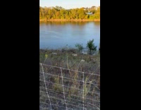 Lambs with the dog over the fence