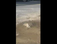 Tiny dirt water geyser on the street by the sidewalk 
