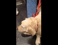 Dog head lean on its owners feet