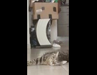 Grey cat lays and sleeps on floor 