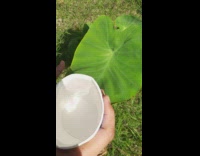 Collab DailyDoseOfInternet - Taro leaf does not absorb water 