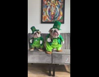 English Bulldogs in matching St Patricks Day costumes pt 1
