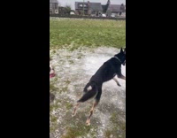 Dogs play outside the park with snow