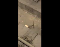 Two rats on tracks fight over pizza 