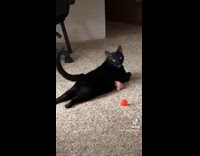 Collab BitchMP - Cat splooting on the floor