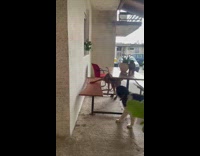 Dog plays with cat on the table