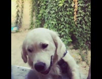 Golden retriever misses a treat thrown at him 