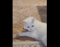 Girl finger gun white cat rolls back 