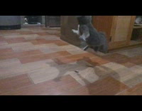 Cat jumps and leaps while playing with rock 