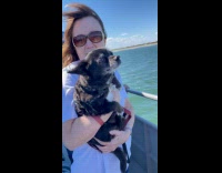 Dog on boat paddling paws