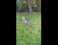Dog drags blanket with baby on top