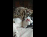 Kitten lick bite neck of sleeping siblings