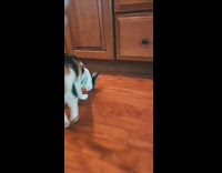 Two black orange white cats kitchen girl 